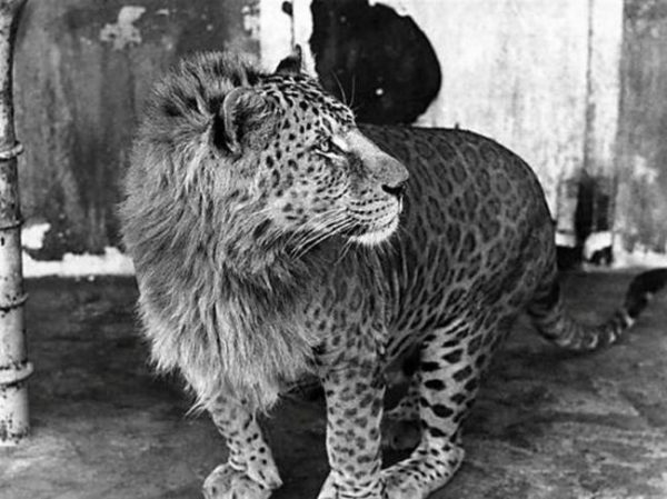 图片[1]-狮子属于什么科动物(狮子为什么是猫科)-欣欣百科网