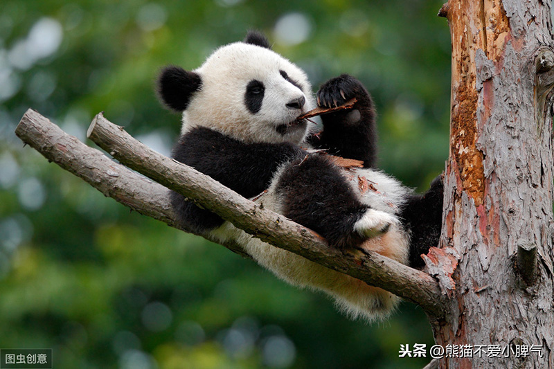 大熊猫和小熊猫有什么区别（大熊猫和小熊猫是不同的品种吗）