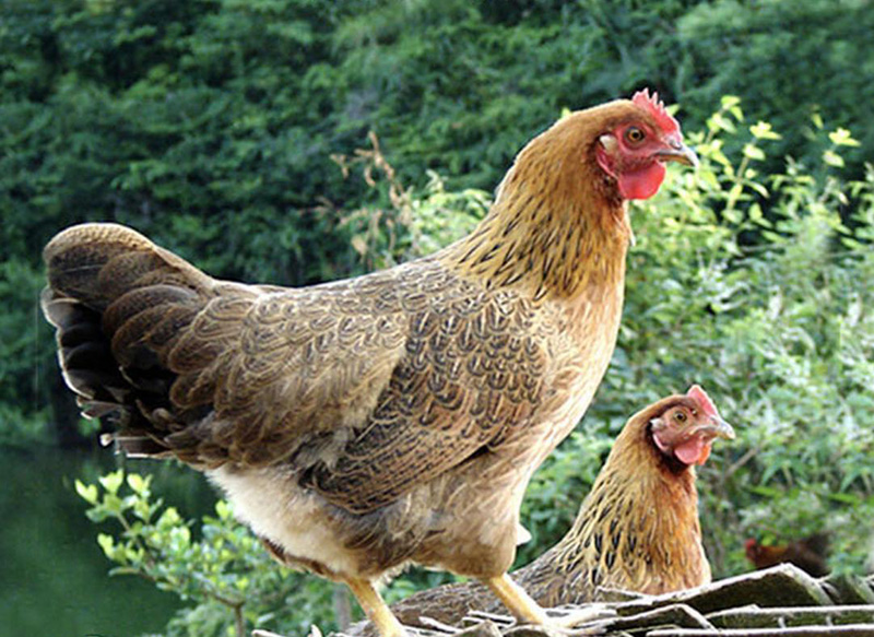 清远鸡是什么鸡品种（广东正宗清远鸡和普通鸡有什么区别）