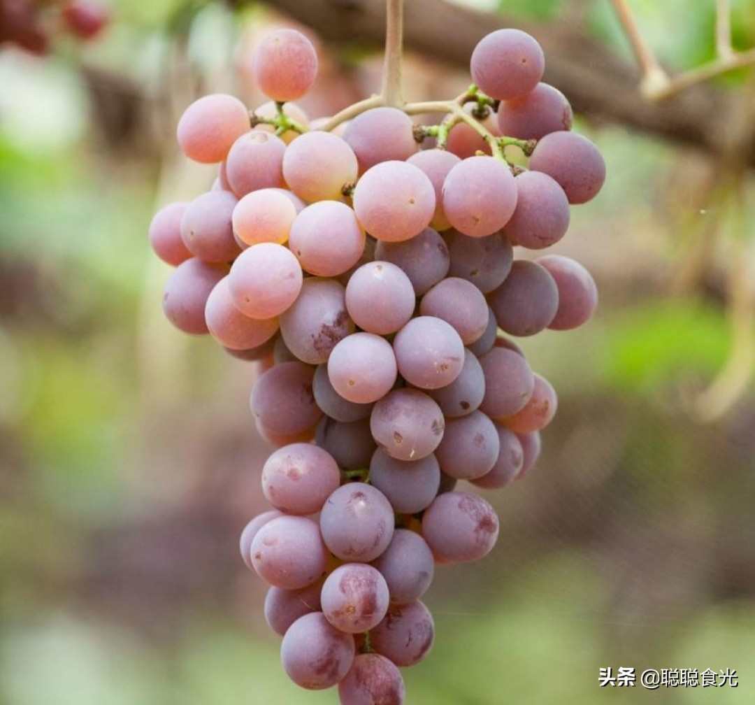 图片[1]-葡萄品种排名前十(10个常见的葡萄品种)-欣欣百科网