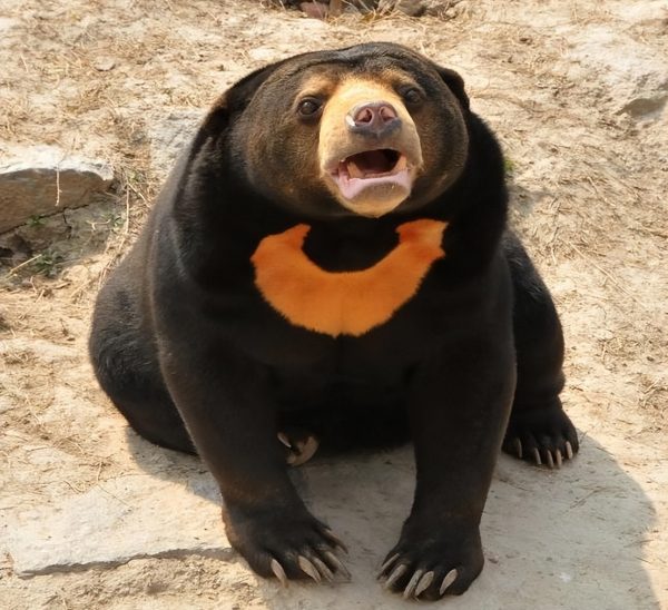 图片[10]-十大熊类战斗力排名(熊科动物战力排行榜)-欣欣百科网