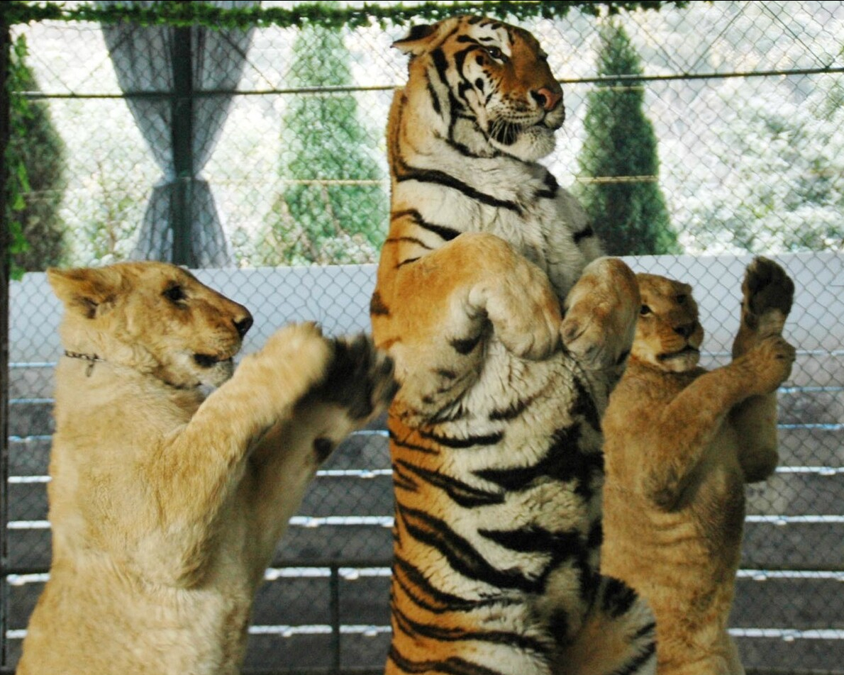图片[3]-狮子属于什么科动物(狮子为什么是猫科)-欣欣百科网