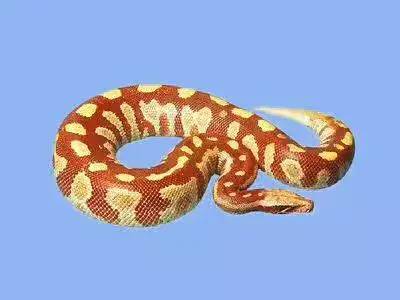 图片[9]-世界十大最出名的蟒蛇(地球十种巨型蟒蛇)-欣欣百科网