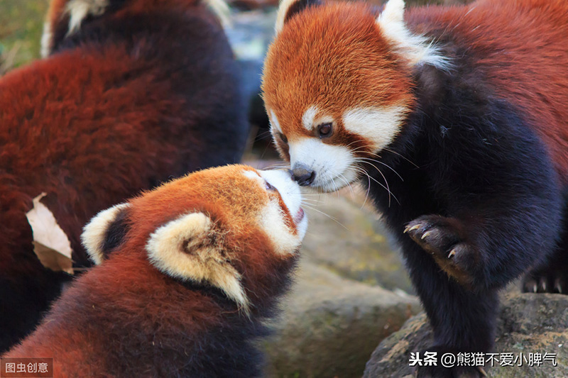 大熊猫和小熊猫有什么区别（大熊猫和小熊猫是不同的品种吗）