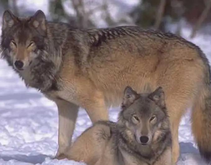 图片[9]-世界上有多少种狼(全球已灭绝的十种狼)-欣欣百科网