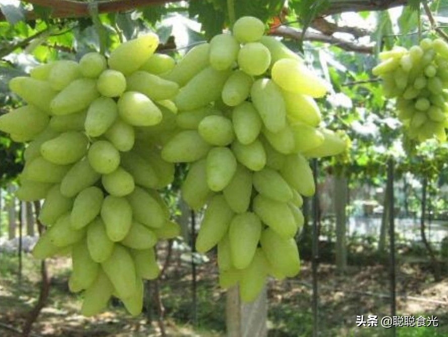 图片[8]-葡萄品种排名前十(10个常见的葡萄品种)-欣欣百科网