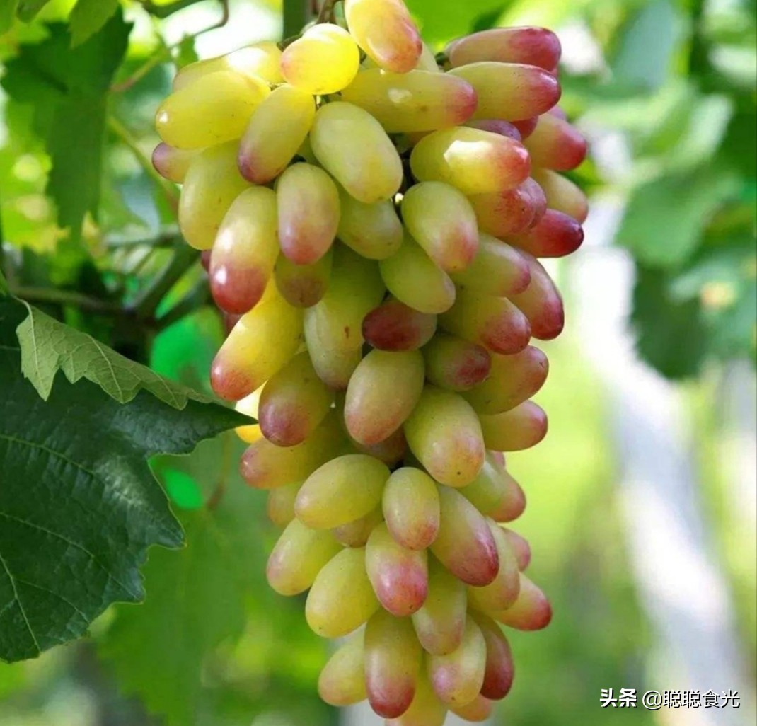 图片[10]-葡萄品种排名前十(10个常见的葡萄品种)-欣欣百科网