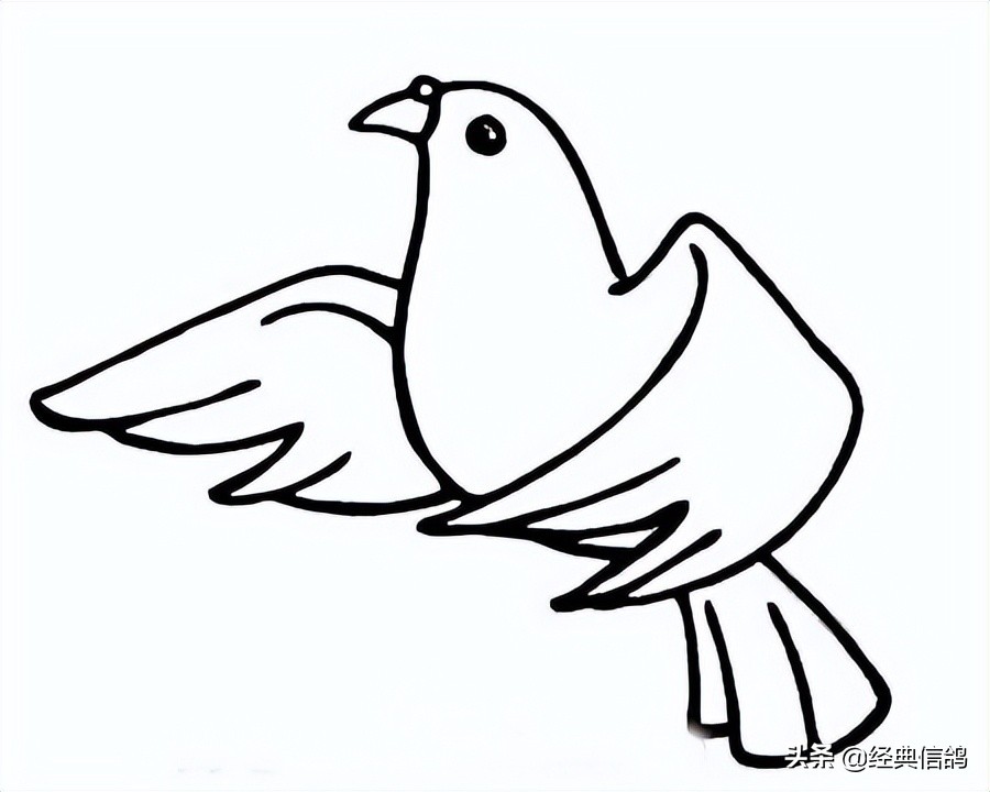 图片[1]-和平鸽的由来和背景(和平鸽的名字由来是什么)-欣欣百科网
