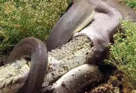 图片[2]-世界十大最出名的蟒蛇(地球十种巨型蟒蛇)-欣欣百科网