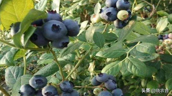 图片[3]-蓝莓什么品种最好吃(蓝莓品种有哪些)-欣欣百科网