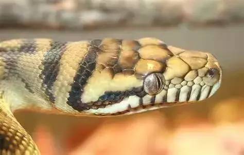 图片[4]-世界十大最出名的蟒蛇(地球十种巨型蟒蛇)-欣欣百科网