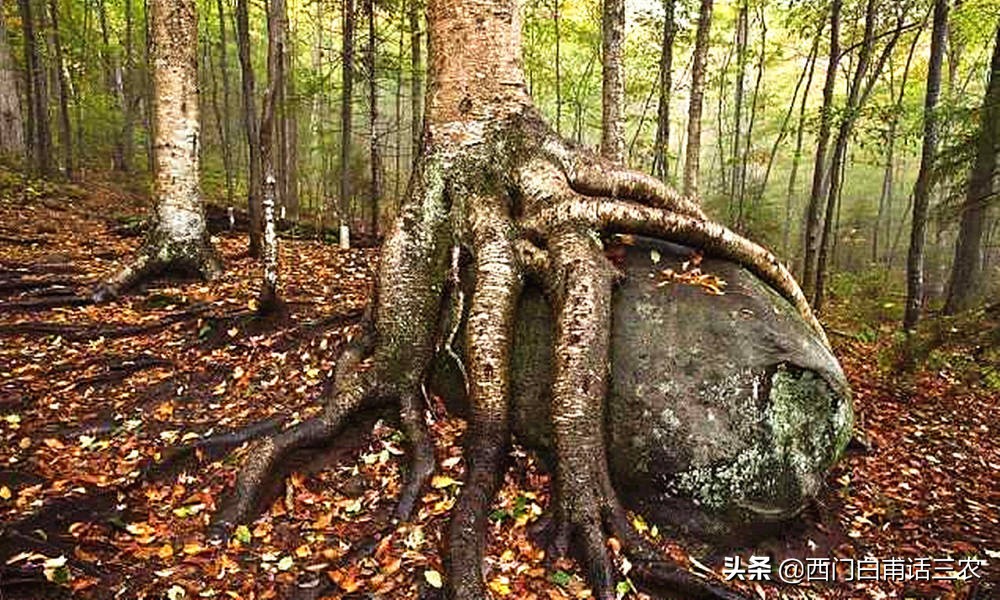 图片[2]-铁桦树到底有多么坚硬(世界上硬度最大的树木)-欣欣百科网