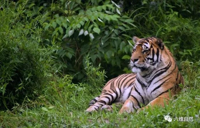 图片[2]-世界上有多少只老虎(世界仅存4000只野生老虎)-欣欣百科网