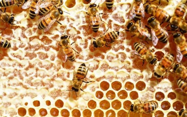 图片[3]-蜂蜜可以放冰箱吗(蜂蜜可以放在冰箱里保存吗)-欣欣百科网