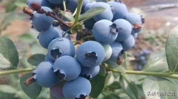 图片[2]-蓝莓什么品种最好吃(蓝莓品种有哪些)-欣欣百科网