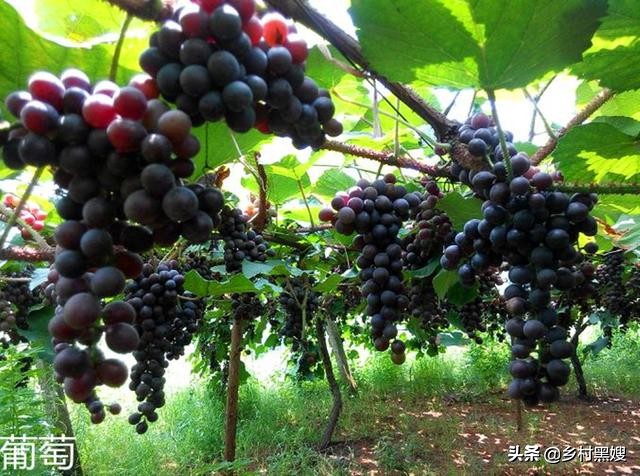 葡萄是东汉还是西汉引进的（葡萄古代哪个朝代传入中国）