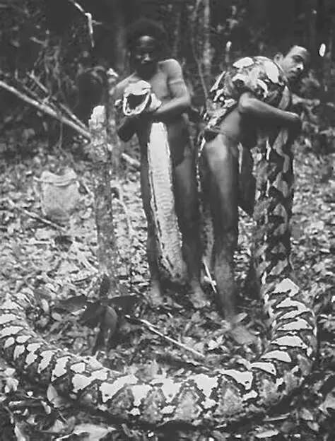 图片[1]-世界十大最出名的蟒蛇(地球十种巨型蟒蛇)-欣欣百科网