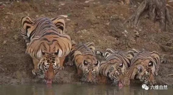 图片[1]-世界上有多少只老虎(世界仅存4000只野生老虎)-欣欣百科网