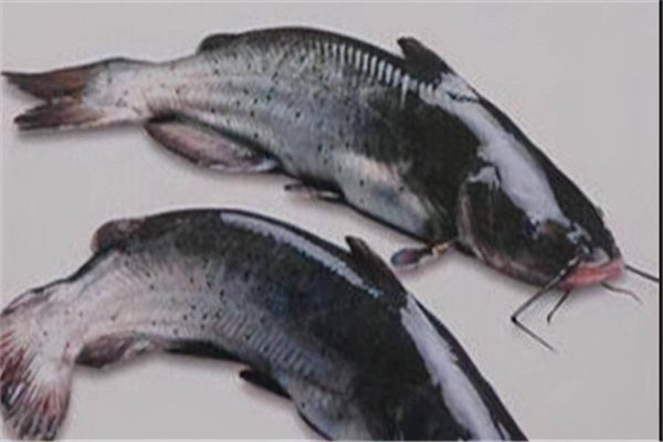 图片[5]-中国最昂贵十大名鱼排名(中国最昂贵的十大名鱼)-欣欣百科网